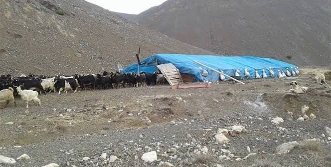 Van’da çobanlar arasında kavga: 1 ölü, 3 yaralı