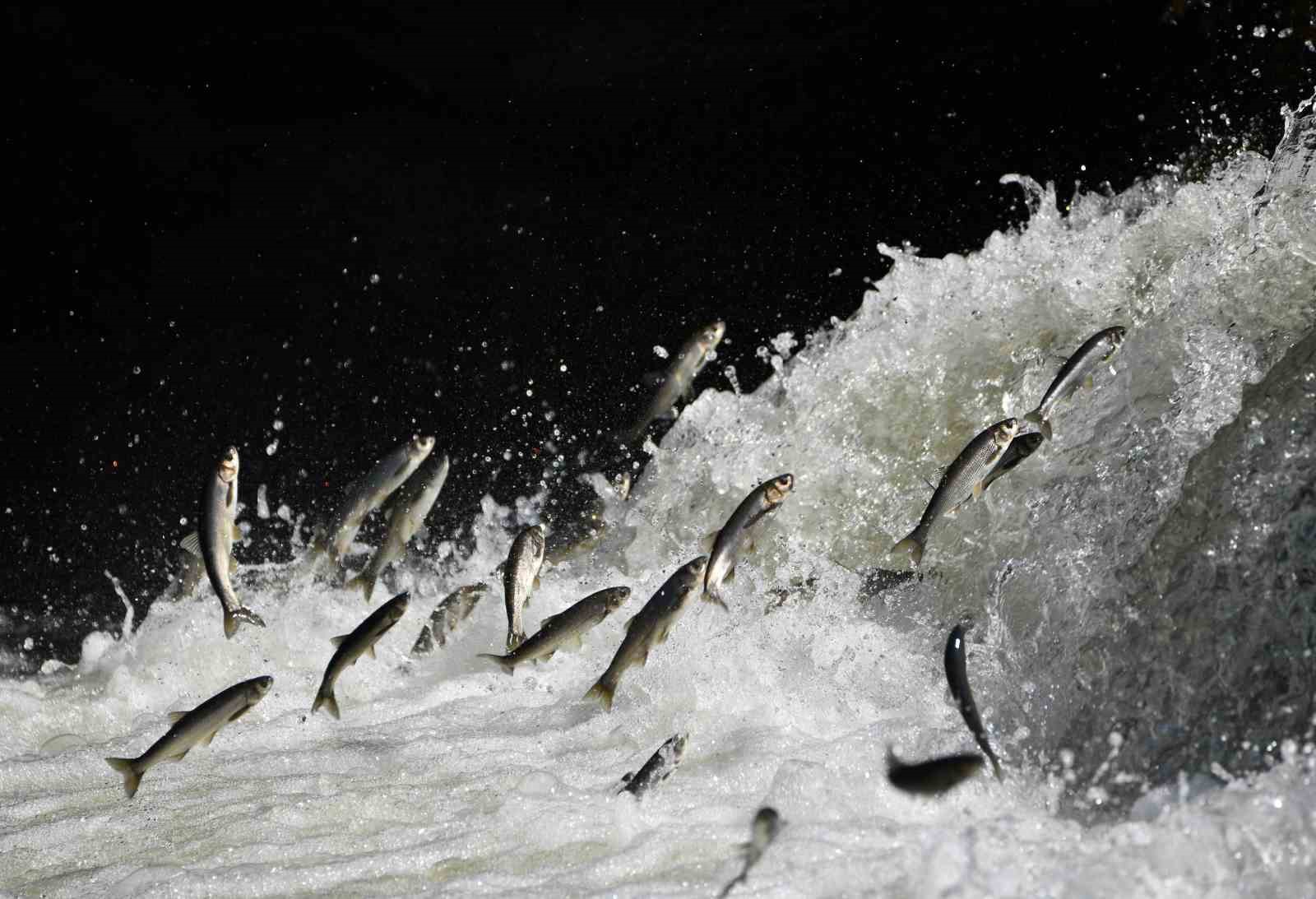 Van’da gerçekleşen bereketli yağışlar inci kefali ölümlerini engelledi