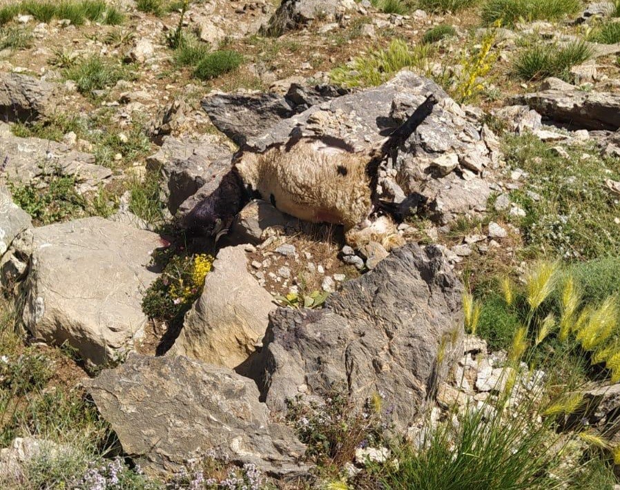 Van’da  kurtlar sürüye saldırdı: 120 koyun telef oldu