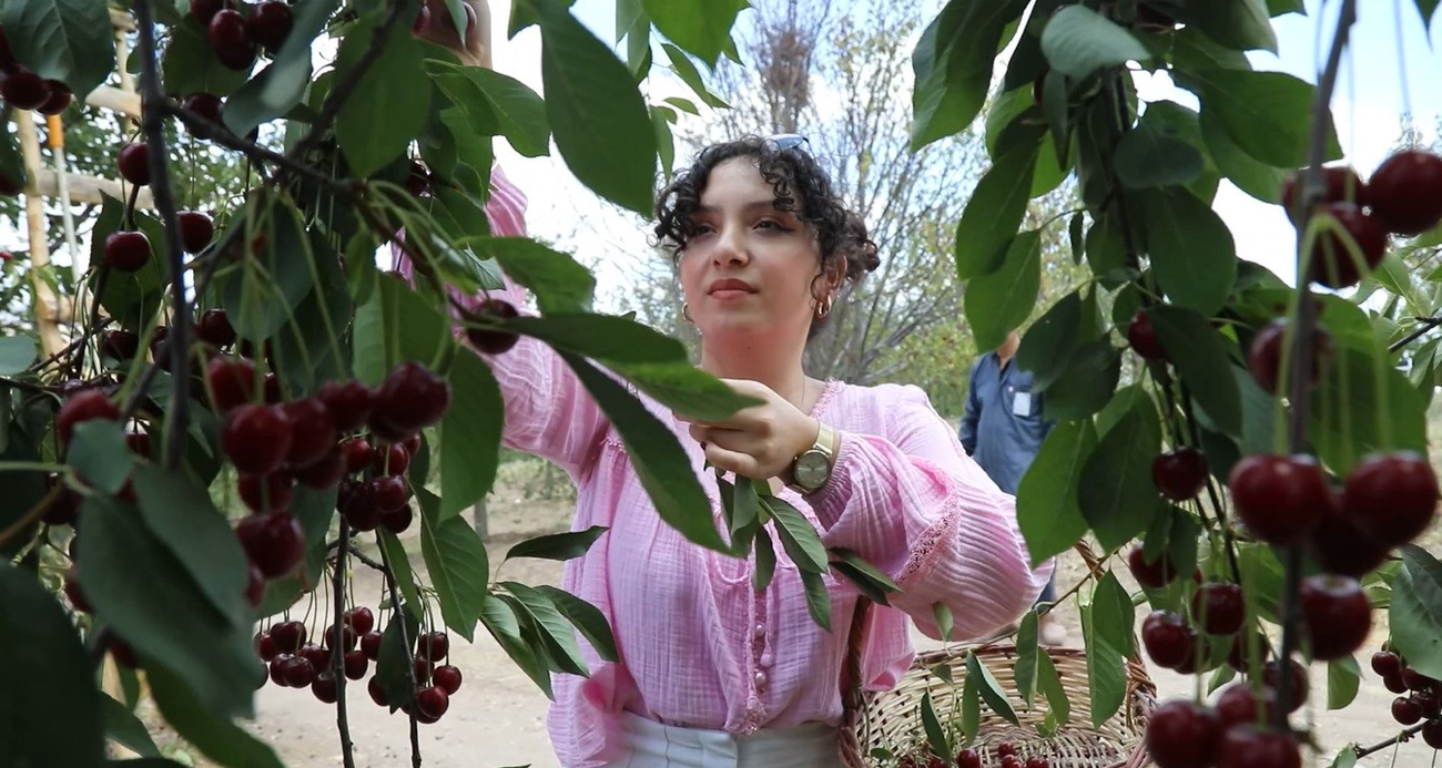 Coğrafi işaretli vişnenin hasadı başladı
