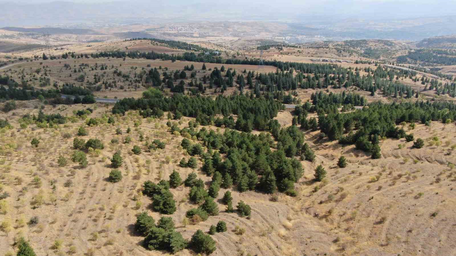 Elazığ’da orman ekipleri, havadan ve karadan denetimlerini sürdürüyor