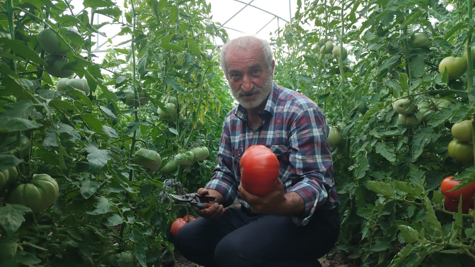 Erzurum’un dev domatesleri