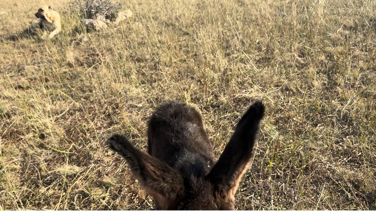 ’Kral’ bu kez sürünün eşeğine sahip çıktı
