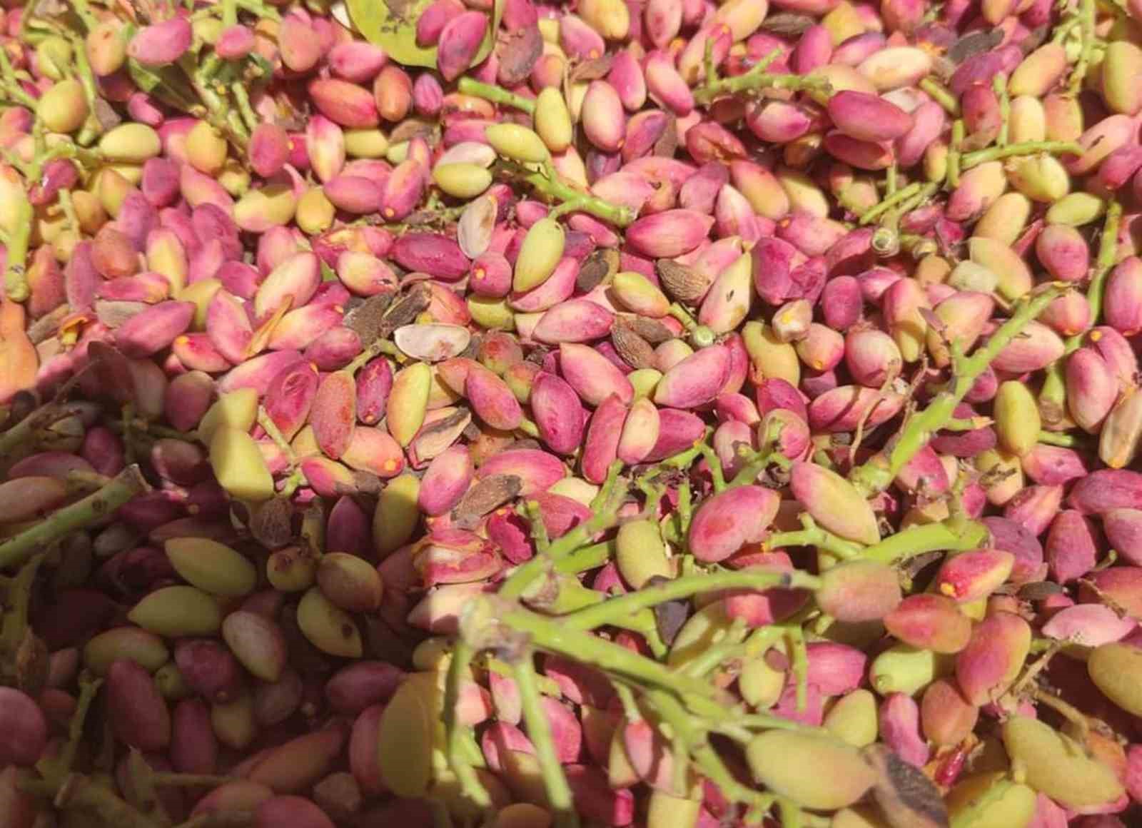 Mersin’de fıstıklar ilk ürünlerini verdi