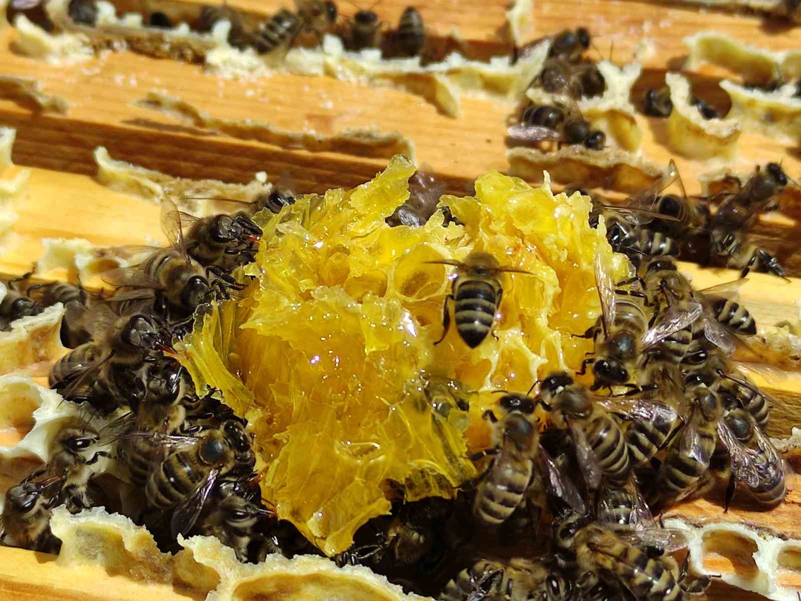 Bal sağımı devam ediyor