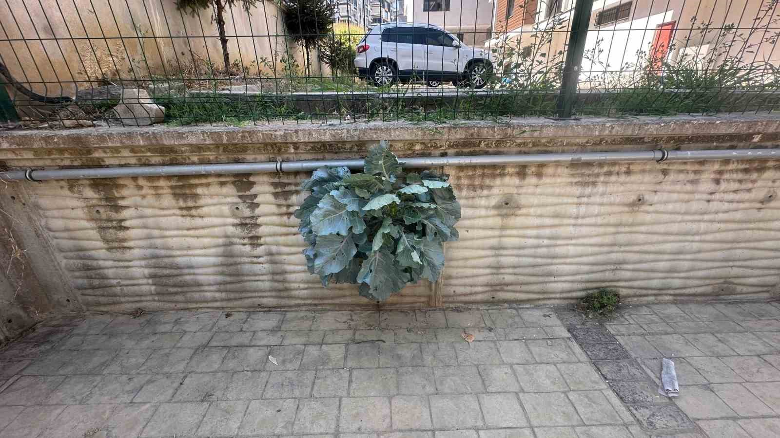 Duvarda yeşeren karalahanar şaşkınlık oluşturdu