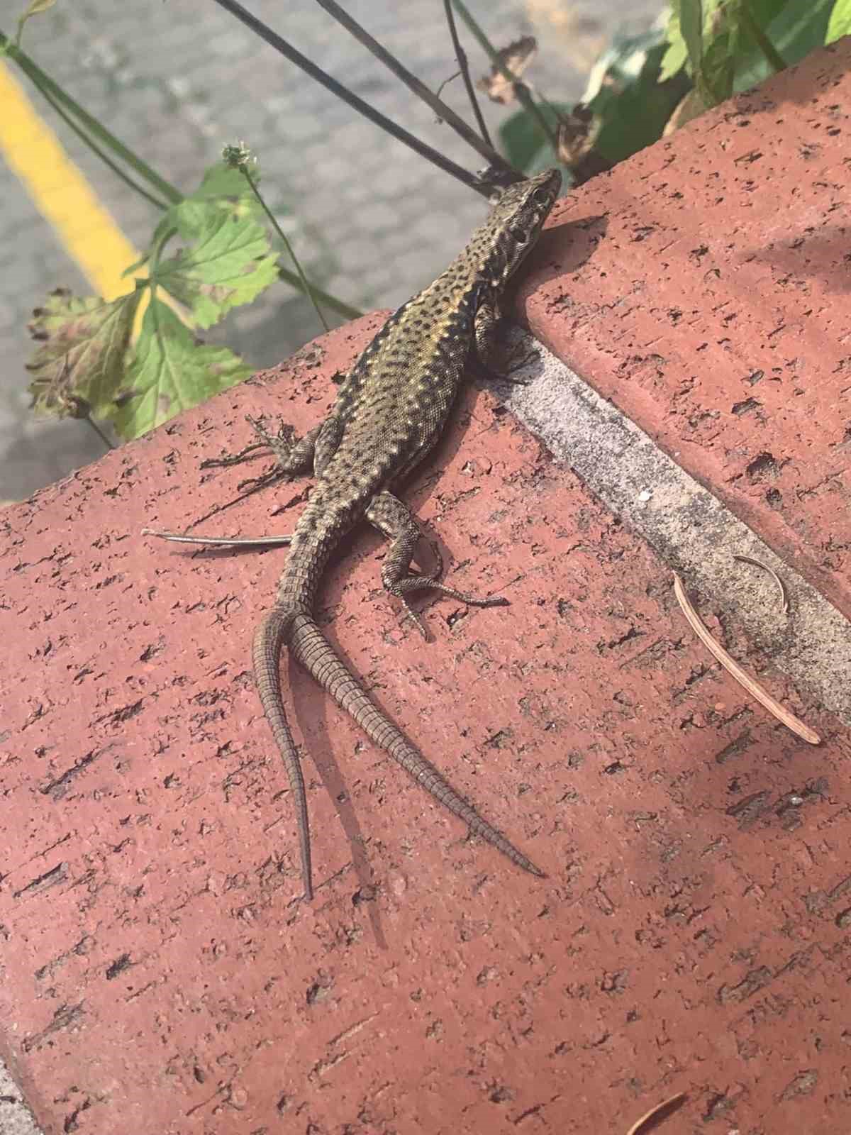 Çift kuyruklu kertenkele şaşırttı