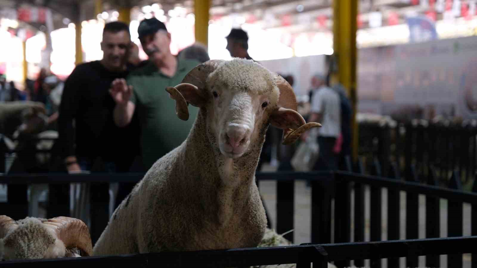 Küçükbaş Hayvancılık Festivali başlıyor