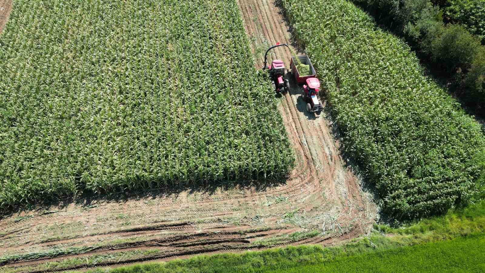 Bafra Ovası’nda silajlık mısır hasadı başladı