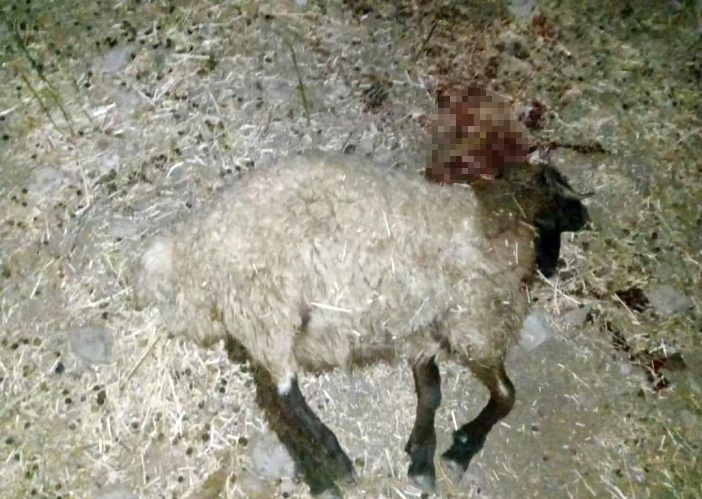 Koyun sürüsüne silahlı saldırıda 15 koyun telef oldu