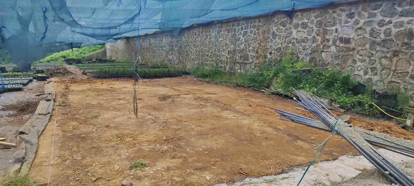 Rize Ziraat Odası çay tohumu yağı fabrikası kuruyor