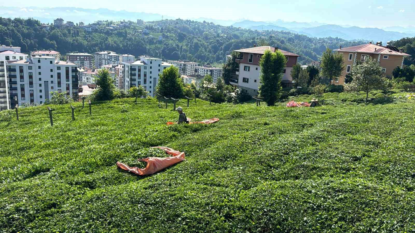 Rize’de çayın 3. sürgün hasadı başladı