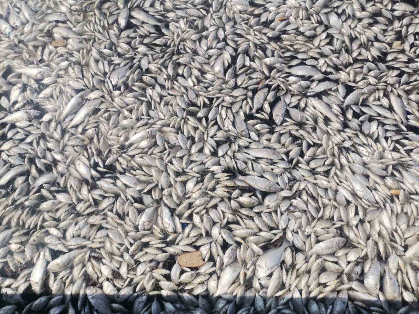 Felaketin boyutu artıyor: Her yer ölü balık