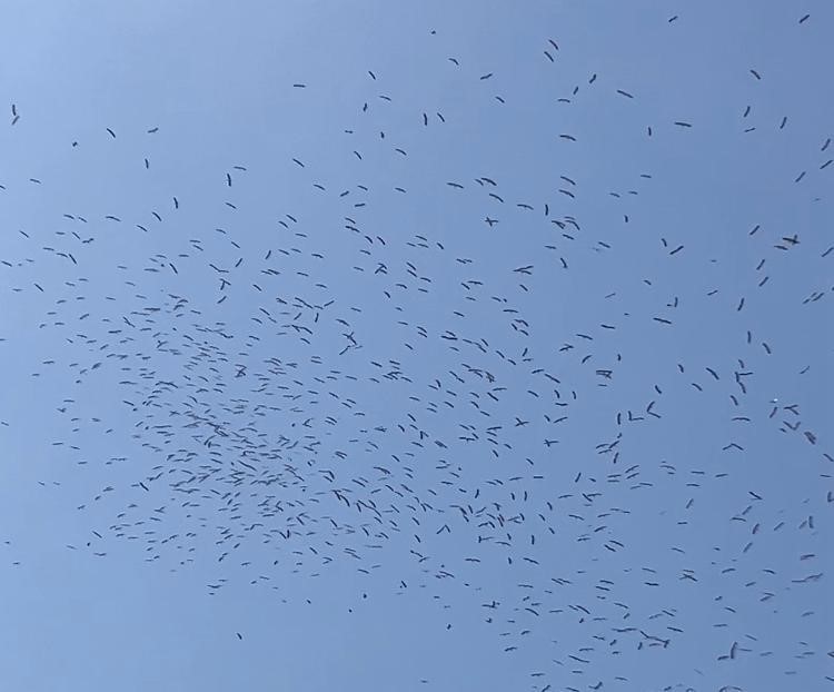 Leyleklerin göç dansı
