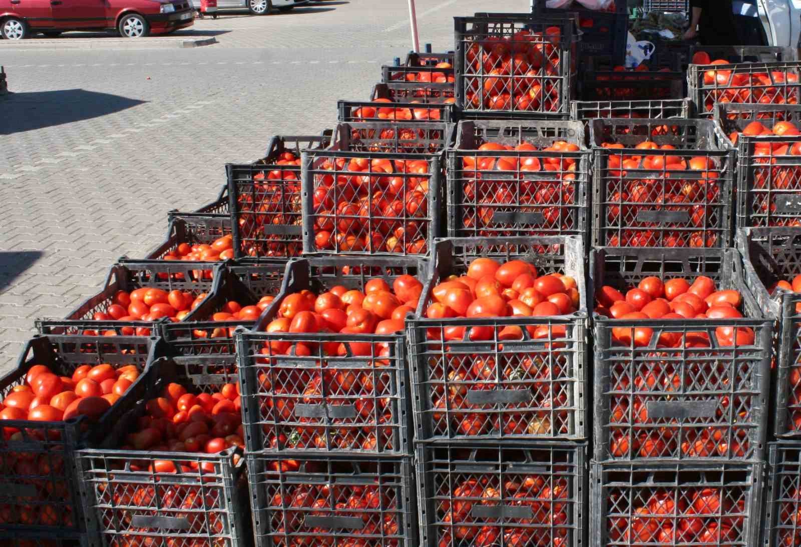 Salçalık domatesler görücüye çıktı