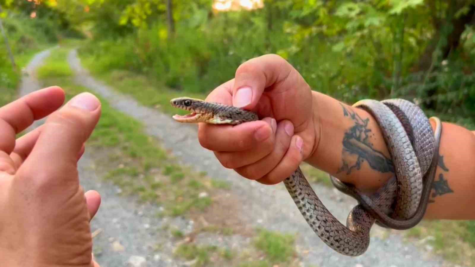 Yılanlara fısıldayan adam, cesaretiyle sınırları zorladı