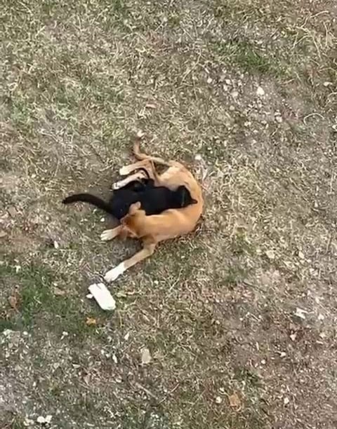 Kedi ile köpeğin kıskandıran dostluğu