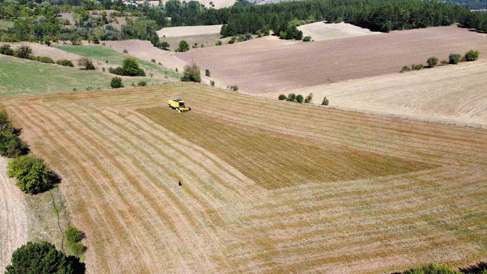 Çölyak hastalarının besin kaynağı hasat ediliyor