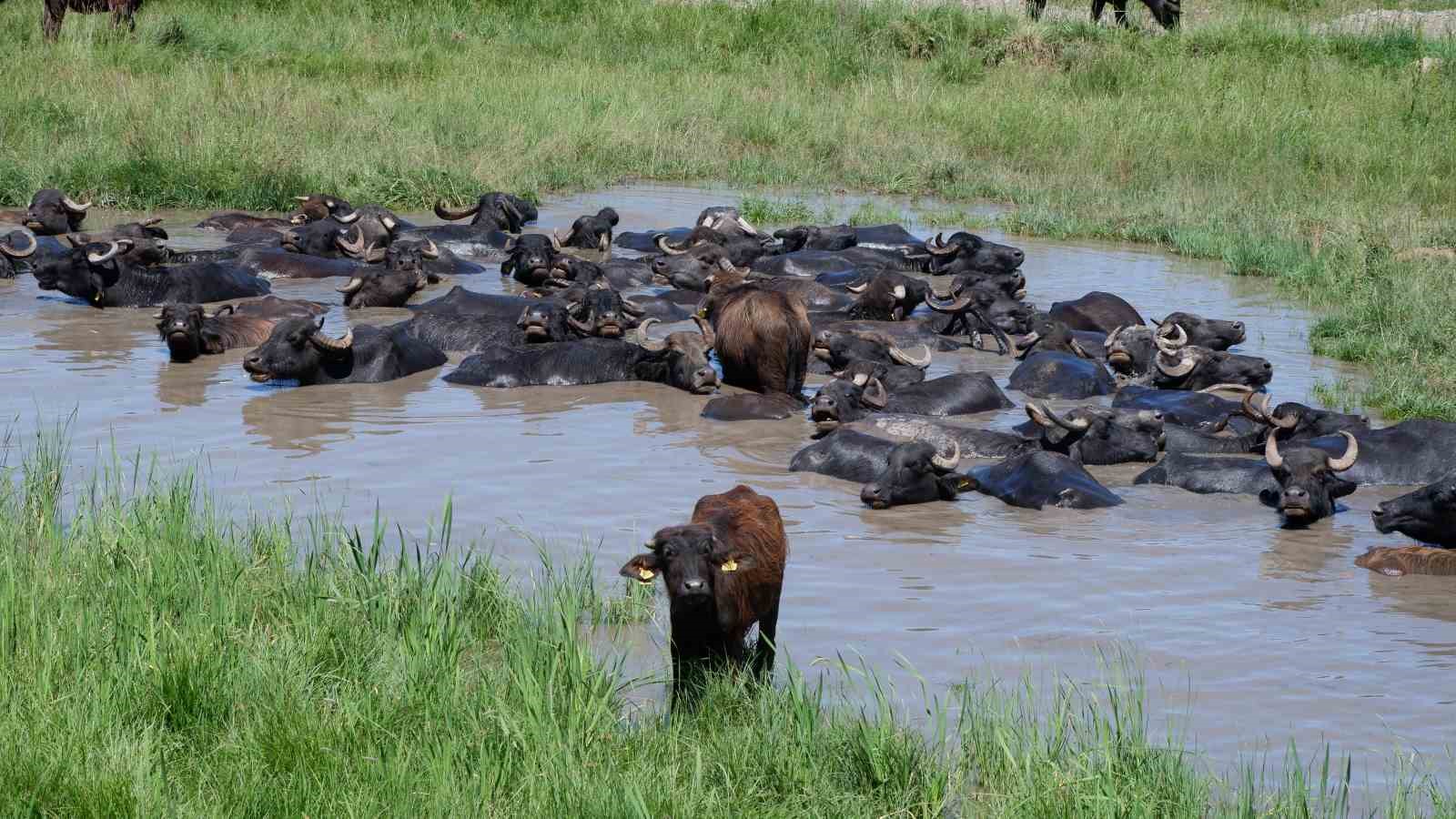 Afrika değil Erzurum Ovası