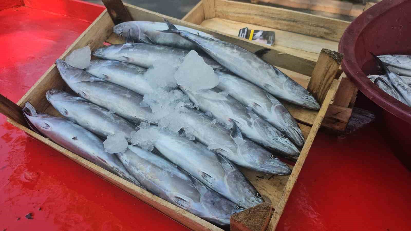 Palamut balığı tezgahlardaki yerini aldı