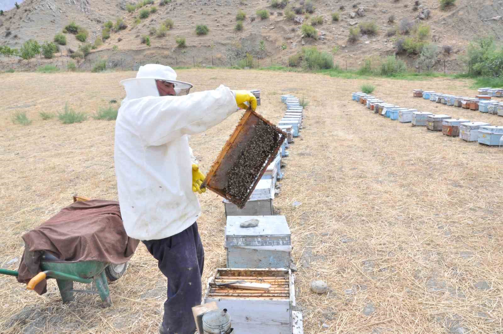 Batmanlı arıcılar devlet desteğiyle dünyanın en kaliteli balını üretiyor