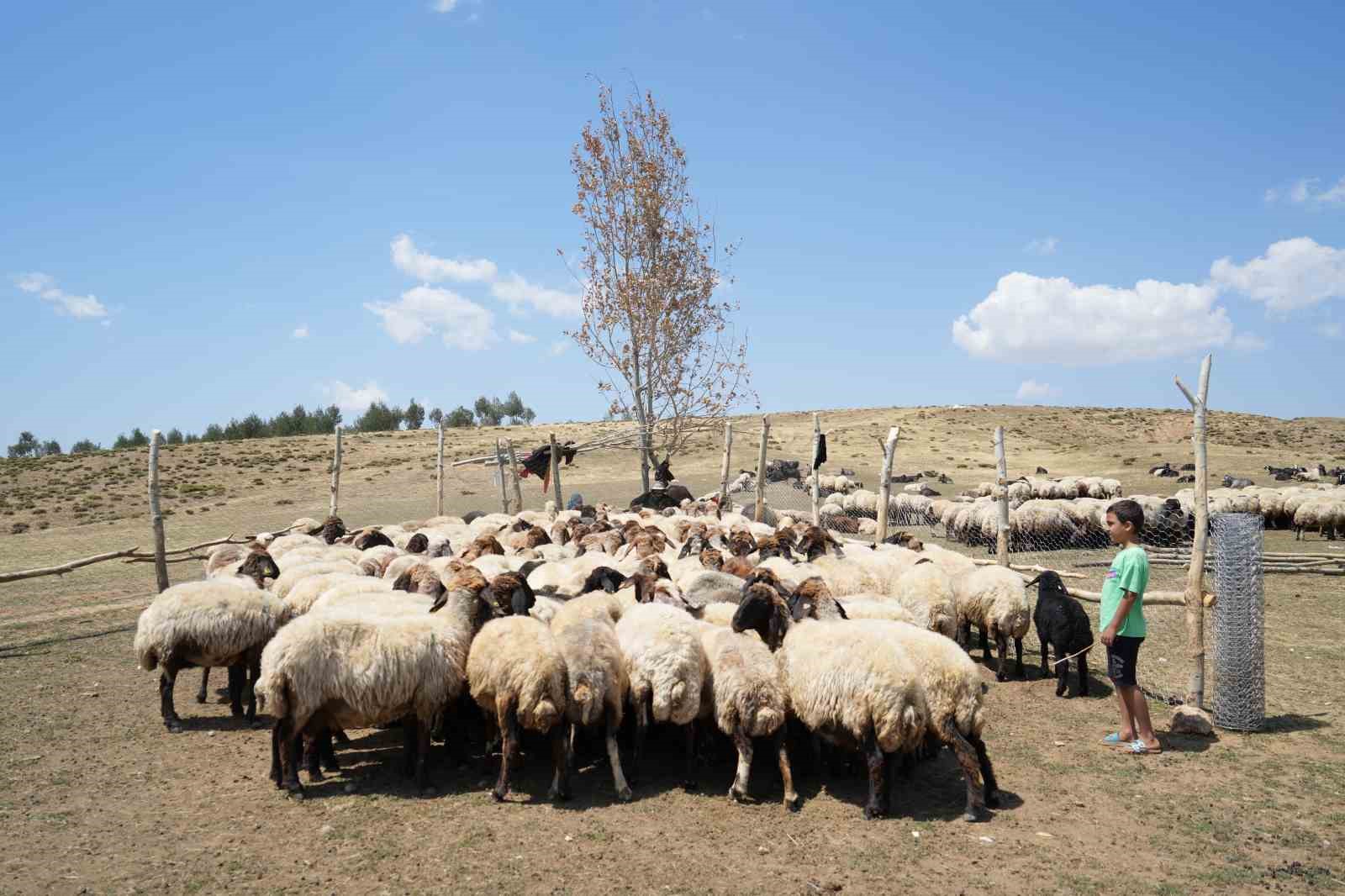 Muş’ta güneşten önce uyanan kadınların zorlu yayla mesaisi devam ediyor