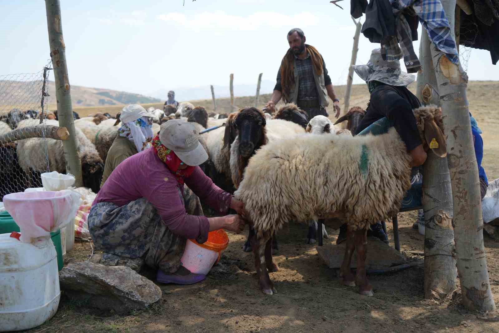 Muş’ta güneşten önce uyanan kadınların zorlu yayla mesaisi devam ediyor