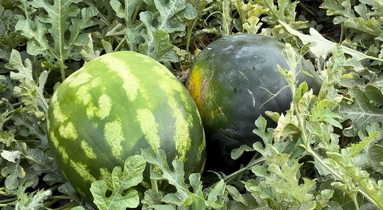 Hem öğretmen hem de çiftçi: Yetiştirdiği karpuzlar 20 kiloya ulaştı