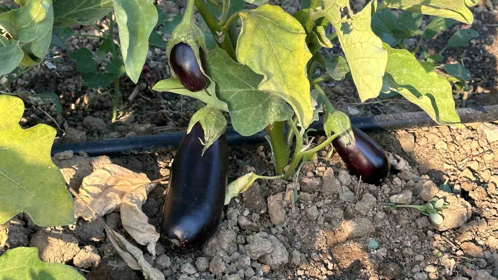 Yüksekova’da örnek çiftçi: A’dan Z’ye tüm ürünlere hayat verdi