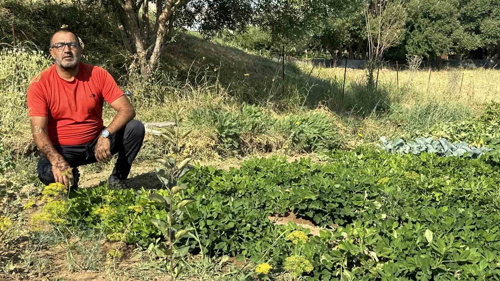 Yüksekova’da yer fıstığı yeryüzüne çıktı