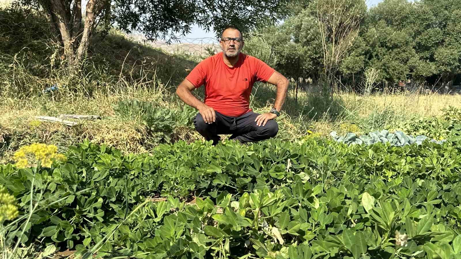 Yüksekova’da yer fıstığı yeryüzüne çıktı