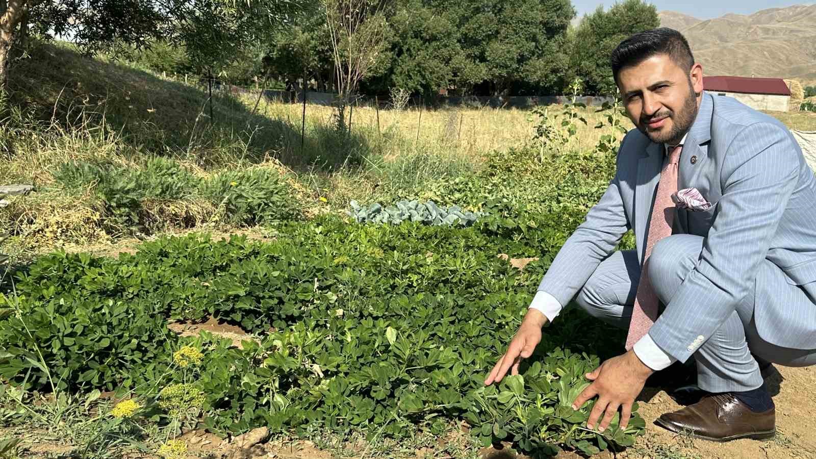 Yüksekova’da yer fıstığı yeryüzüne çıktı