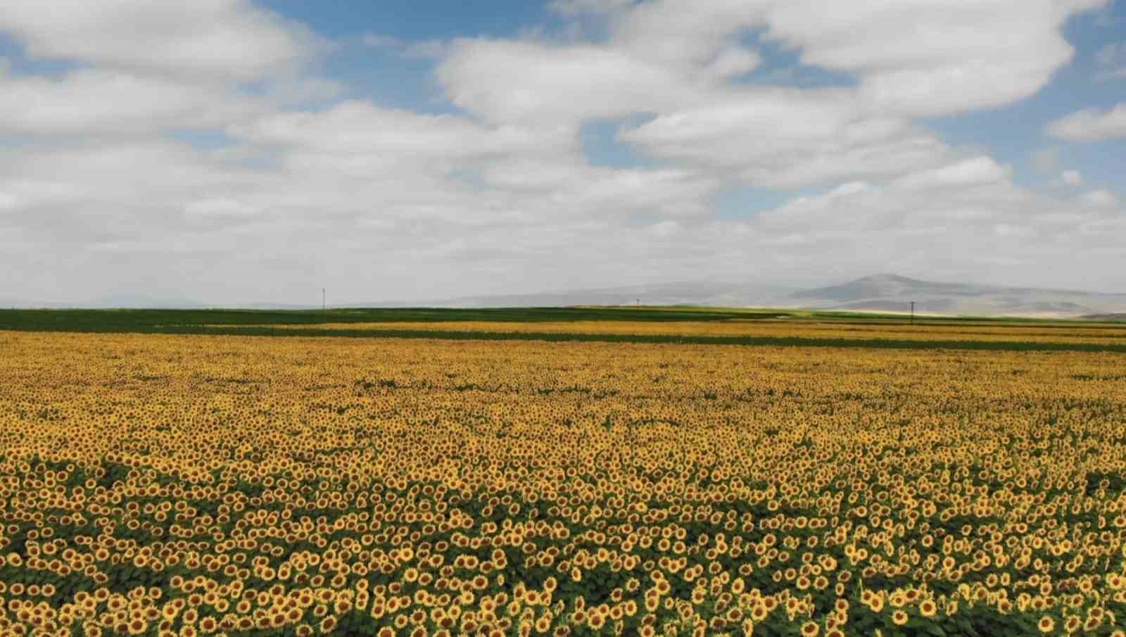 Kars’ta ayçiçeği tarlaları çiçek açtı