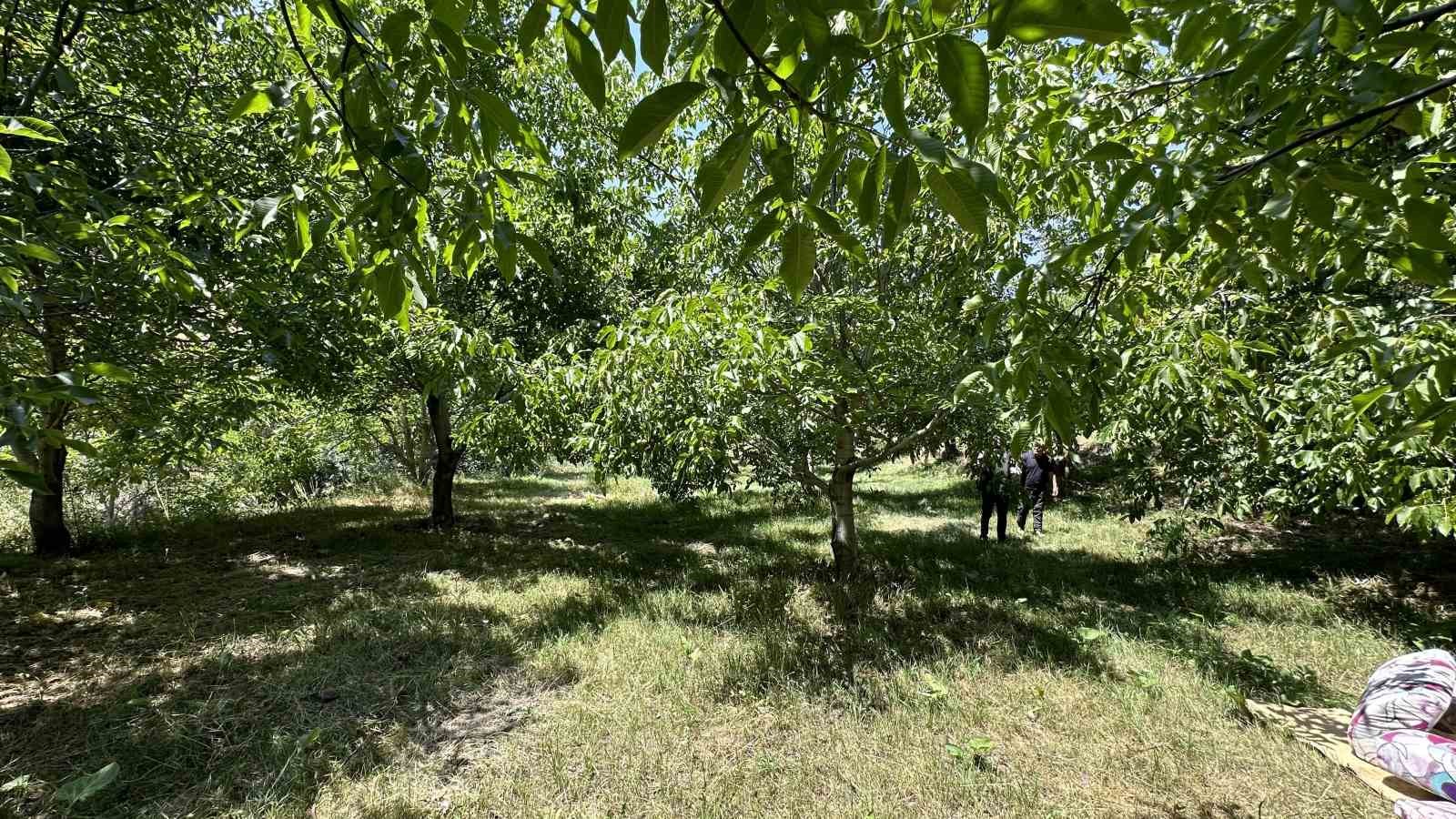 Kuru dağı 20 yıl içinde cevizli vadiye dönüştürdü