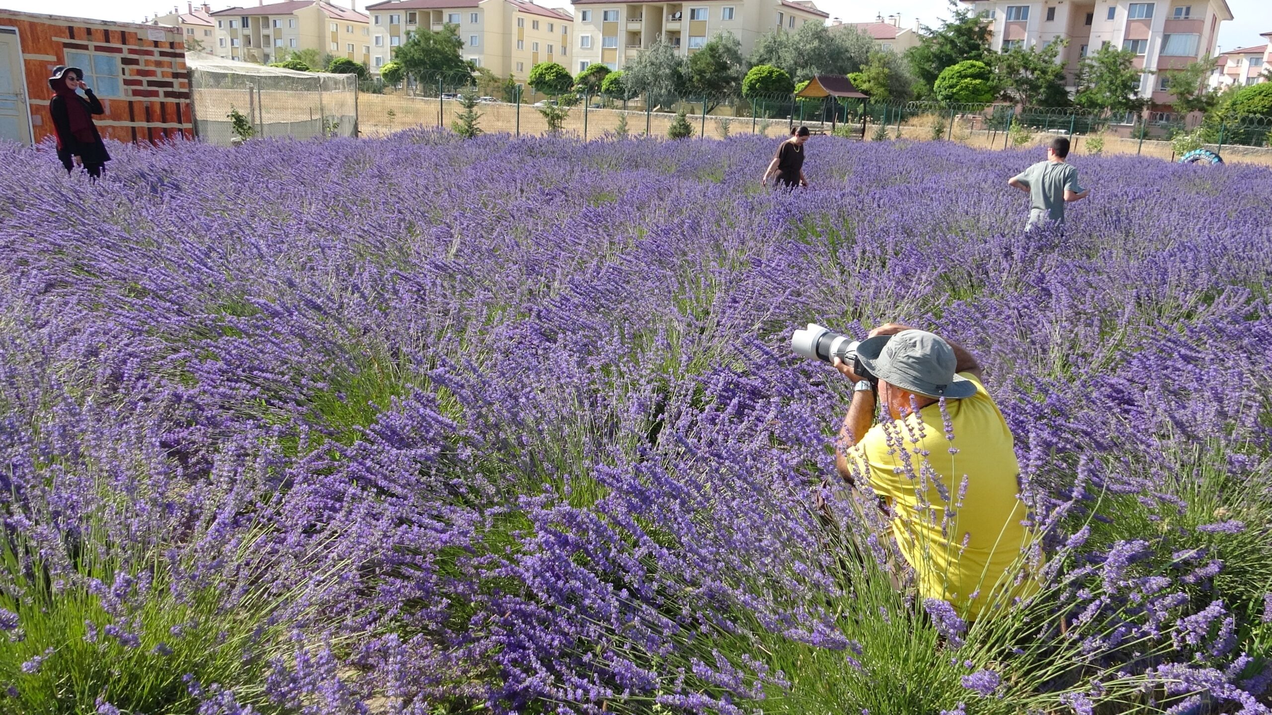YYÜ’de tıbbi bitkilerin hasadı yapıldı  