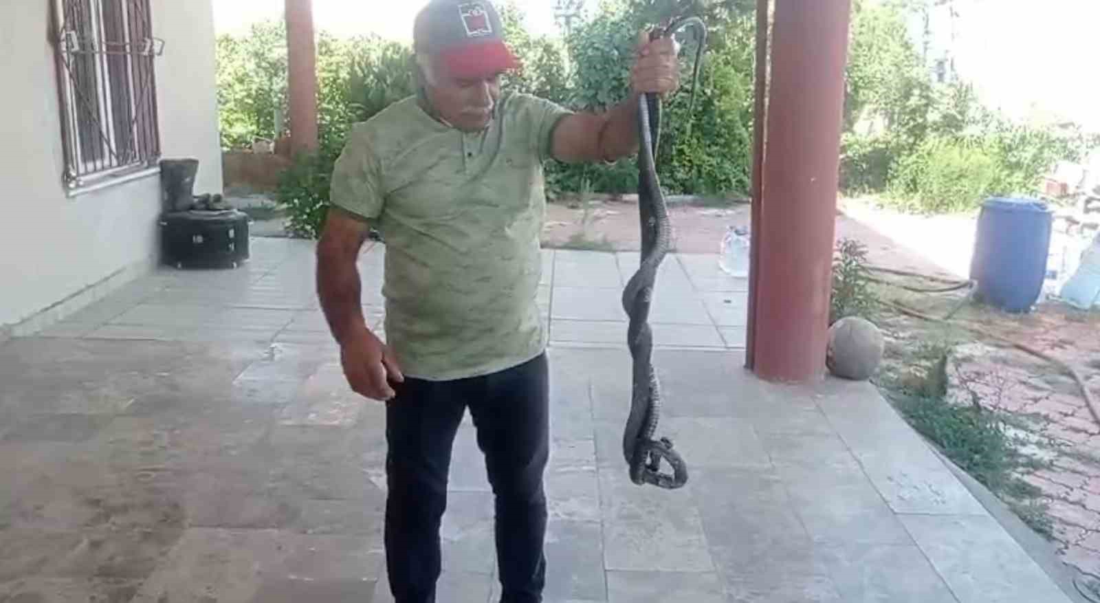 Gelin ve damada “Yılan şov” sürprizi