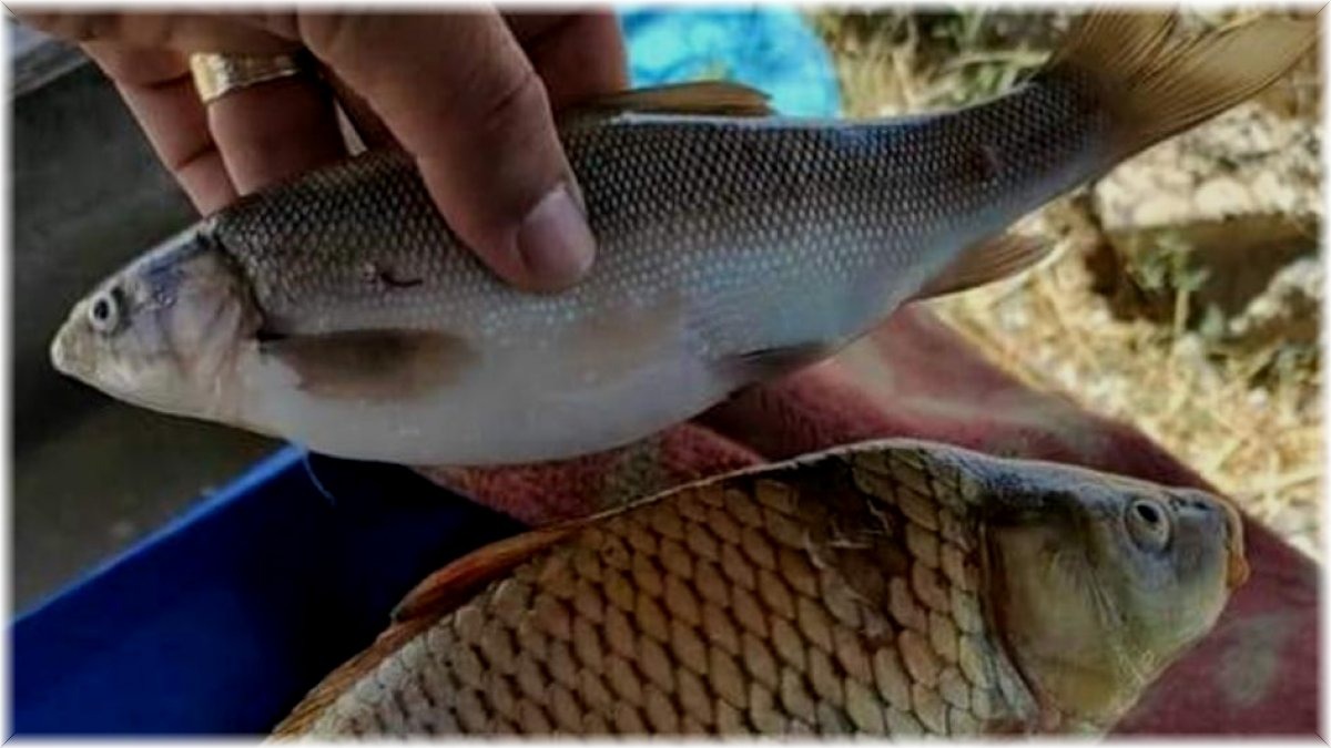 Van’da sazangiller av yasağı sona erdi