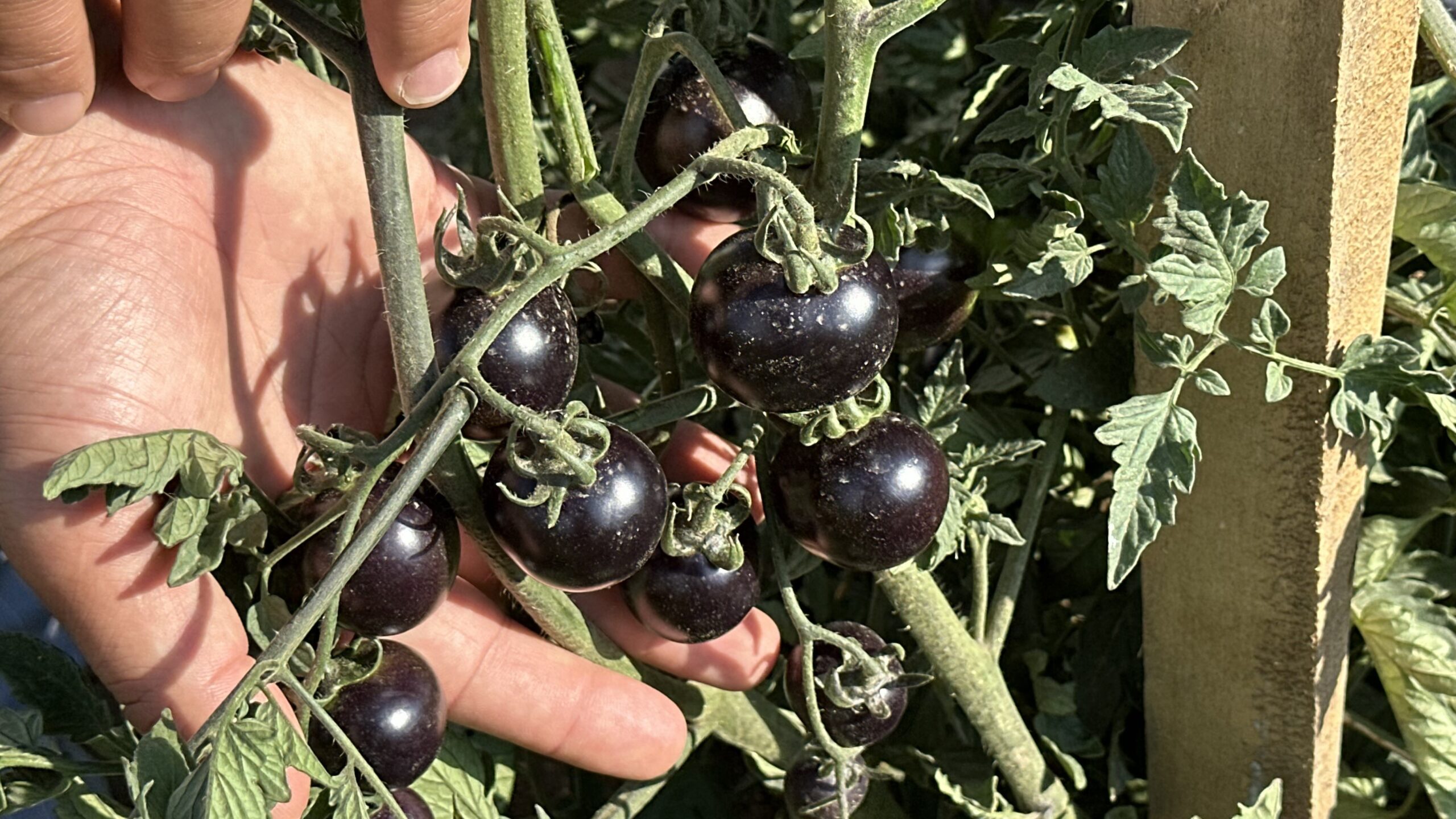 Yüksekova’da siyah domates yetiştiriliyor