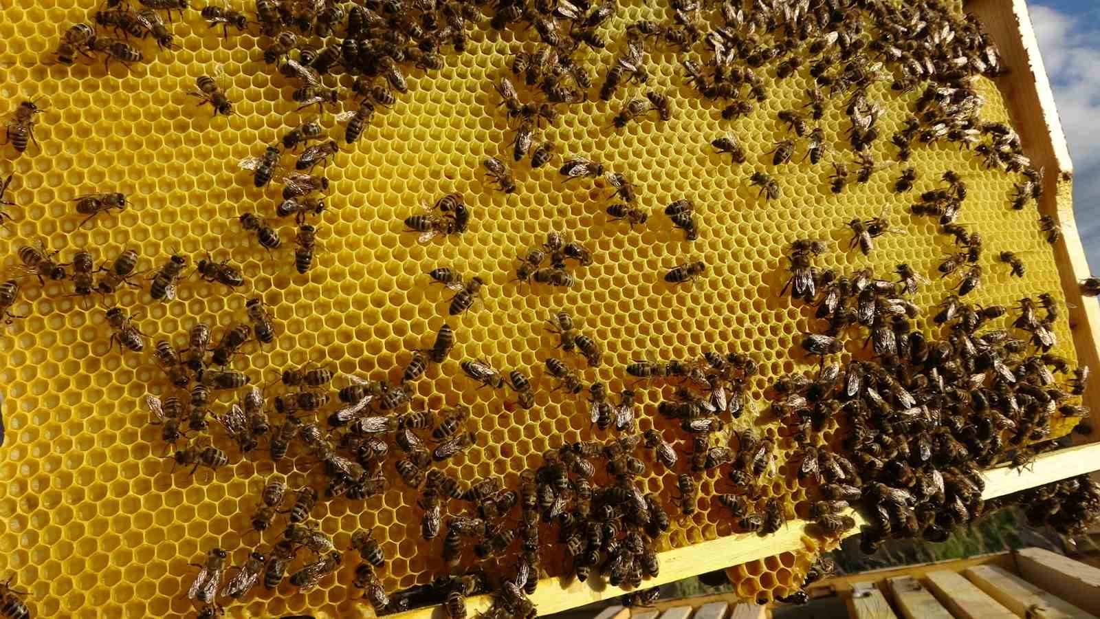 Arıcıların bal hasadı devam ediyor