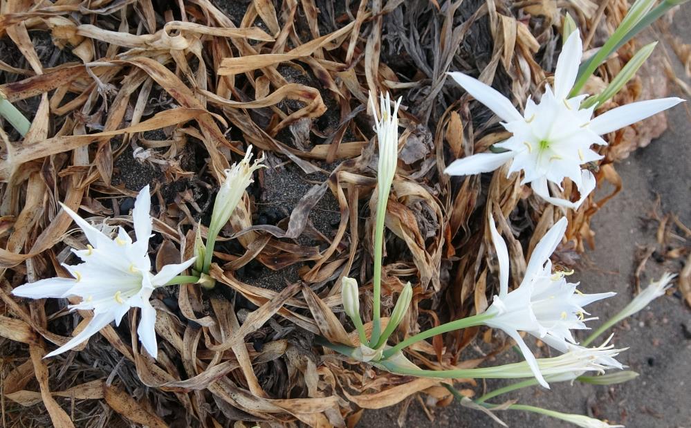 Koparmanın cezası 387 bin TL: İlk kum zambakları çiçek açtı