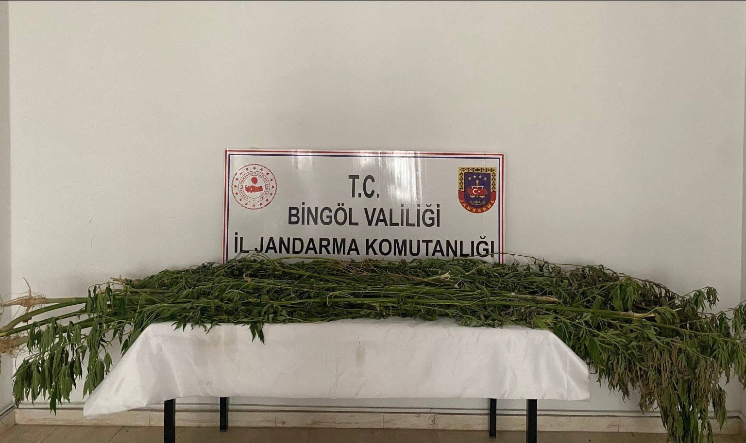 Bingöl’de  939 kök kenevir bitkisi ele geçirildi