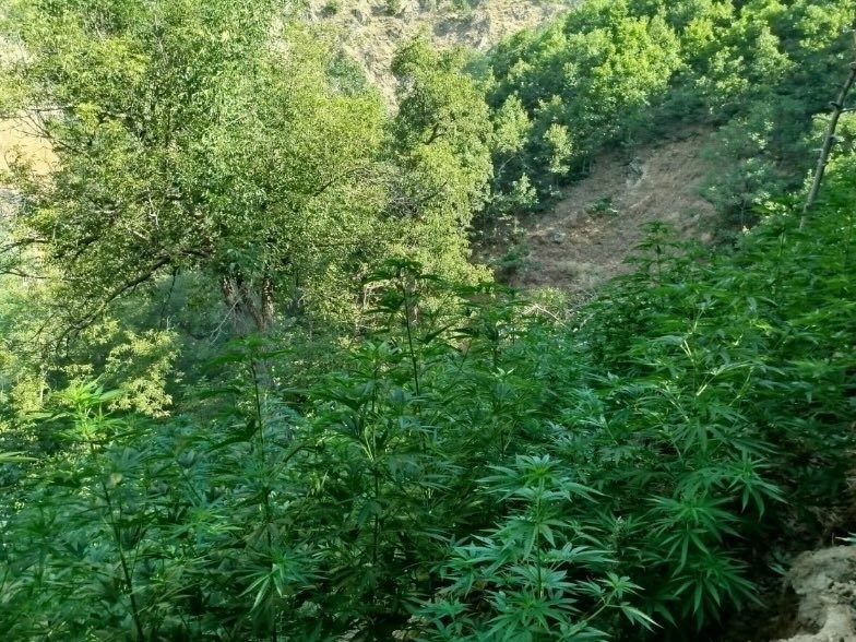 Bingöl’de yapılan operasyonda 18 bin kök kenevir bitkisi ele geçirildi