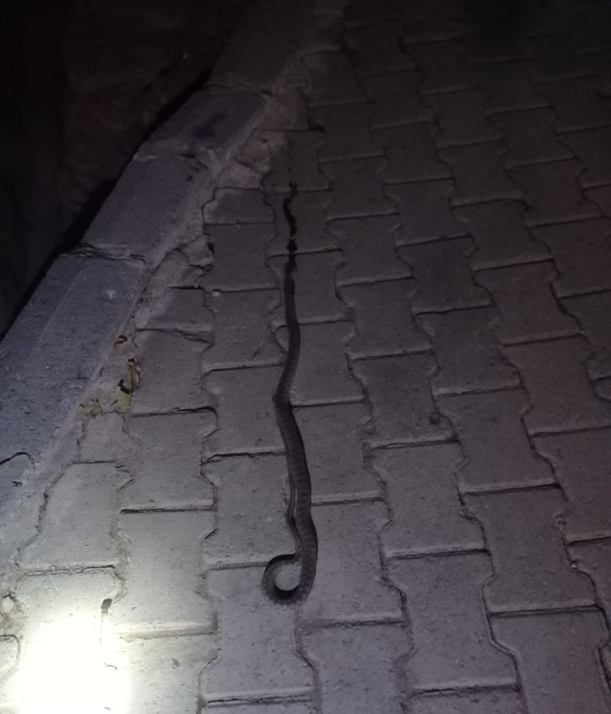 Bir evin lavabosuna giren 2 metrelik yılan korkuttu