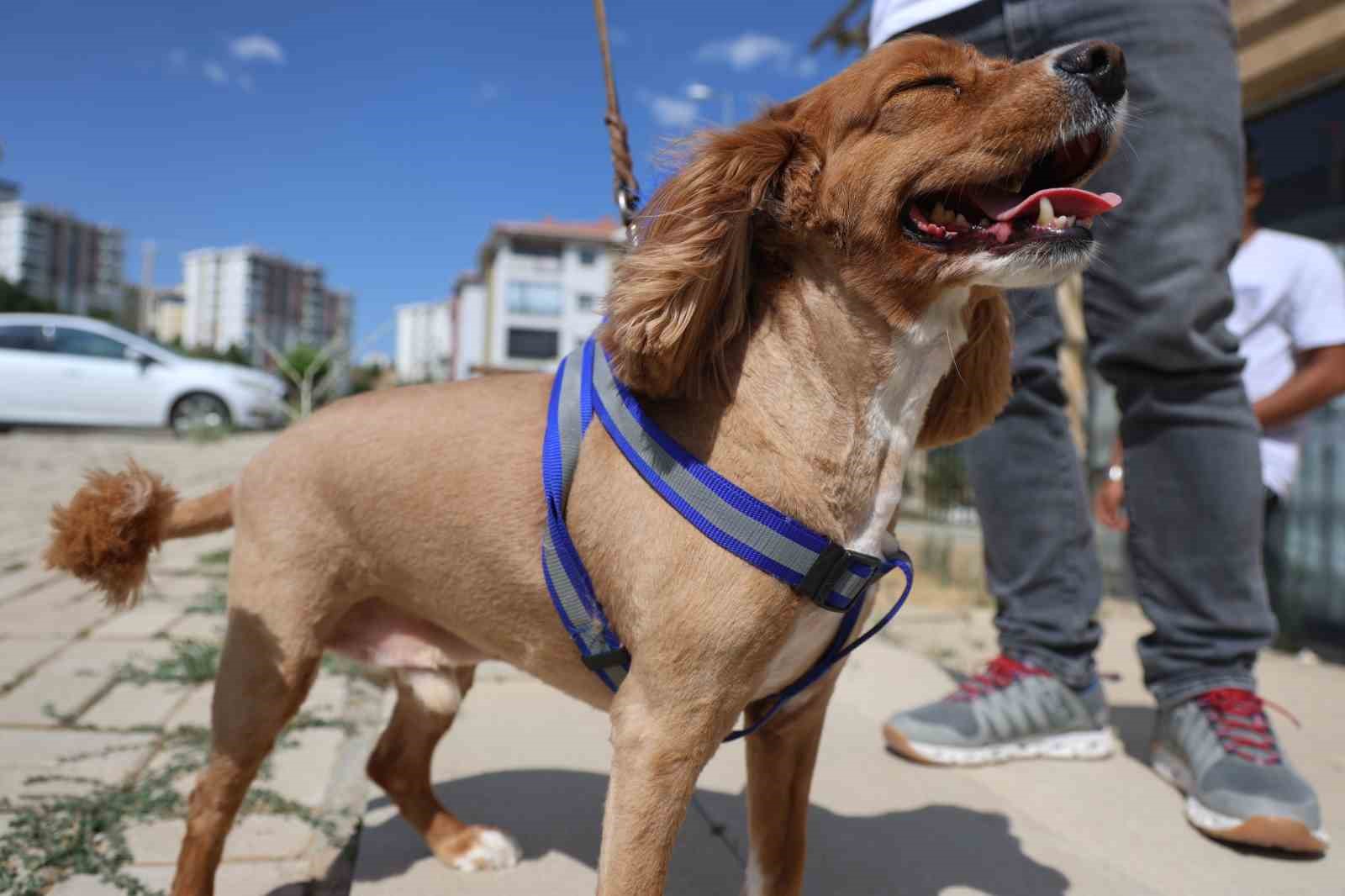 Tüy ve tırnak bakımında bölgenin en şirin merkezi: Bu kuaförde sadece köpekler tıraş oluyor