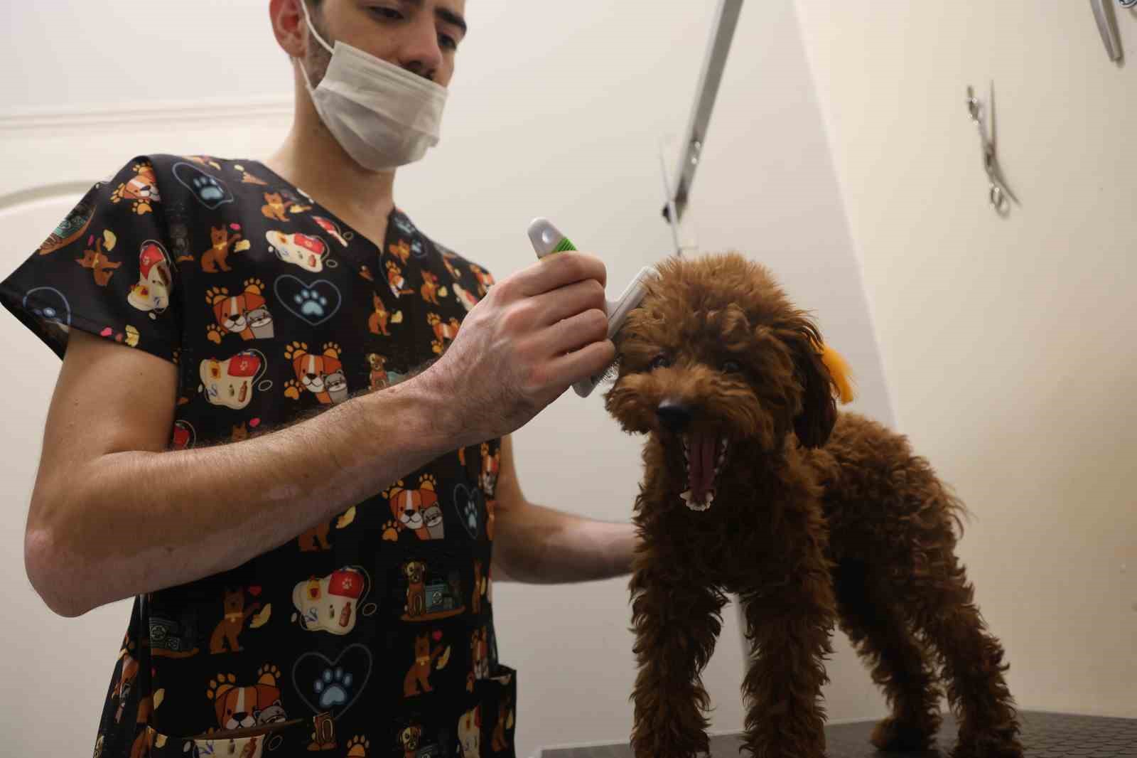 Tüy ve tırnak bakımında bölgenin en şirin merkezi: Bu kuaförde sadece köpekler tıraş oluyor
