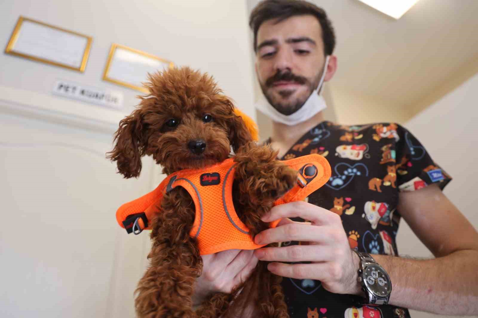 Tüy ve tırnak bakımında bölgenin en şirin merkezi: Bu kuaförde sadece köpekler tıraş oluyor
