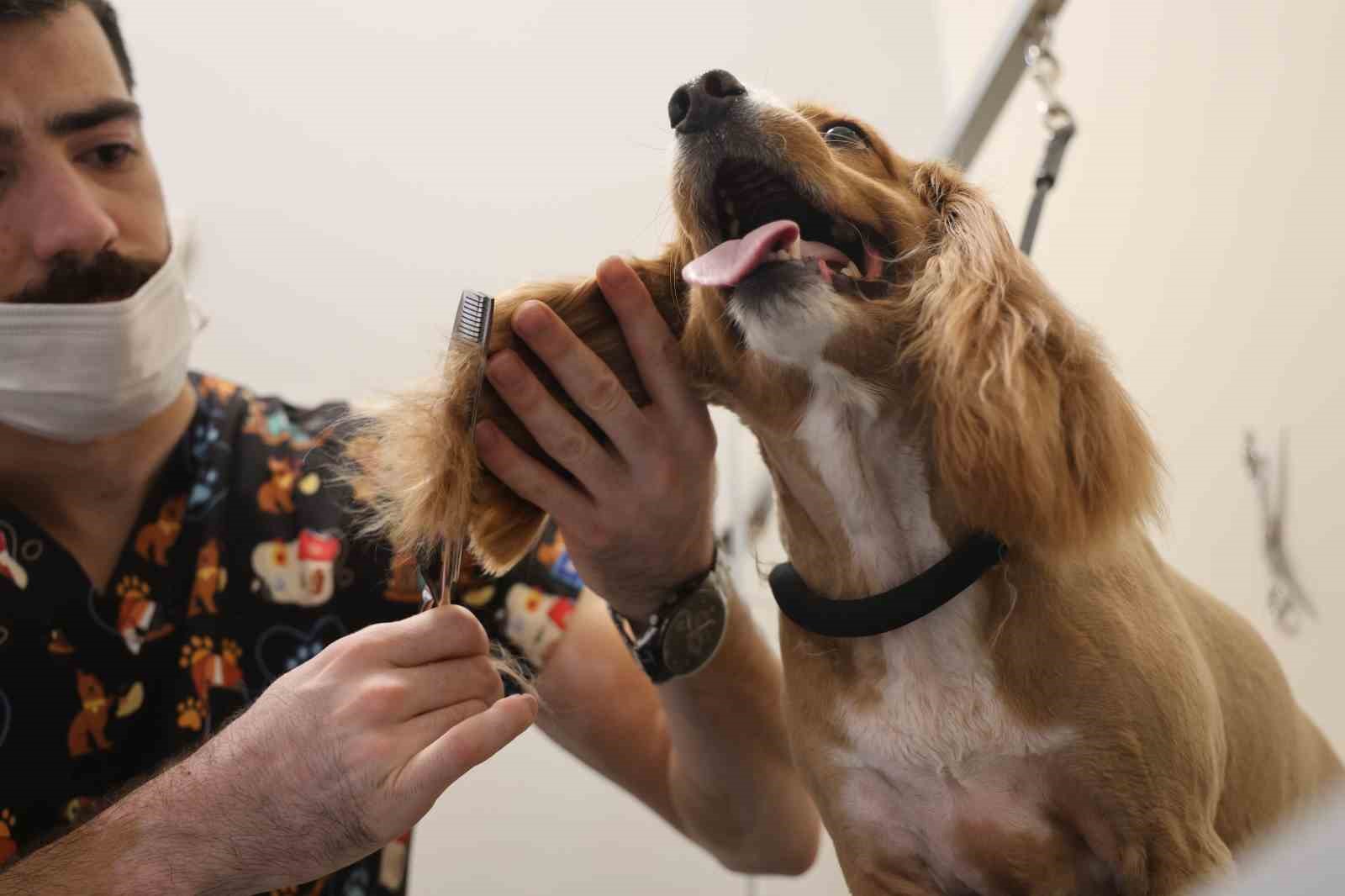 Tüy ve tırnak bakımında bölgenin en şirin merkezi: Bu kuaförde sadece köpekler tıraş oluyor