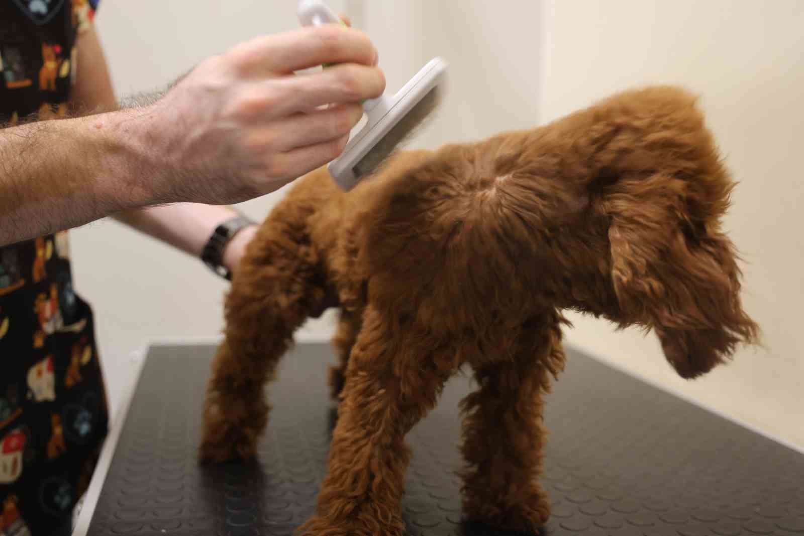 Tüy ve tırnak bakımında bölgenin en şirin merkezi: Bu kuaförde sadece köpekler tıraş oluyor