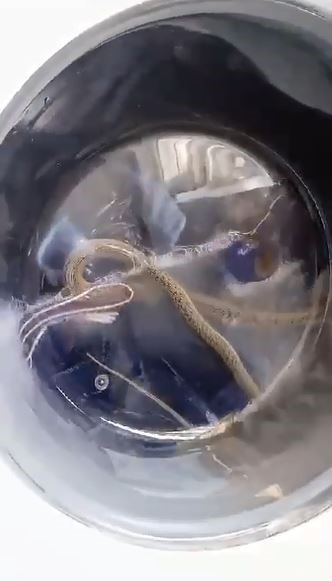 Çamaşır makinesinden yılan çıktı