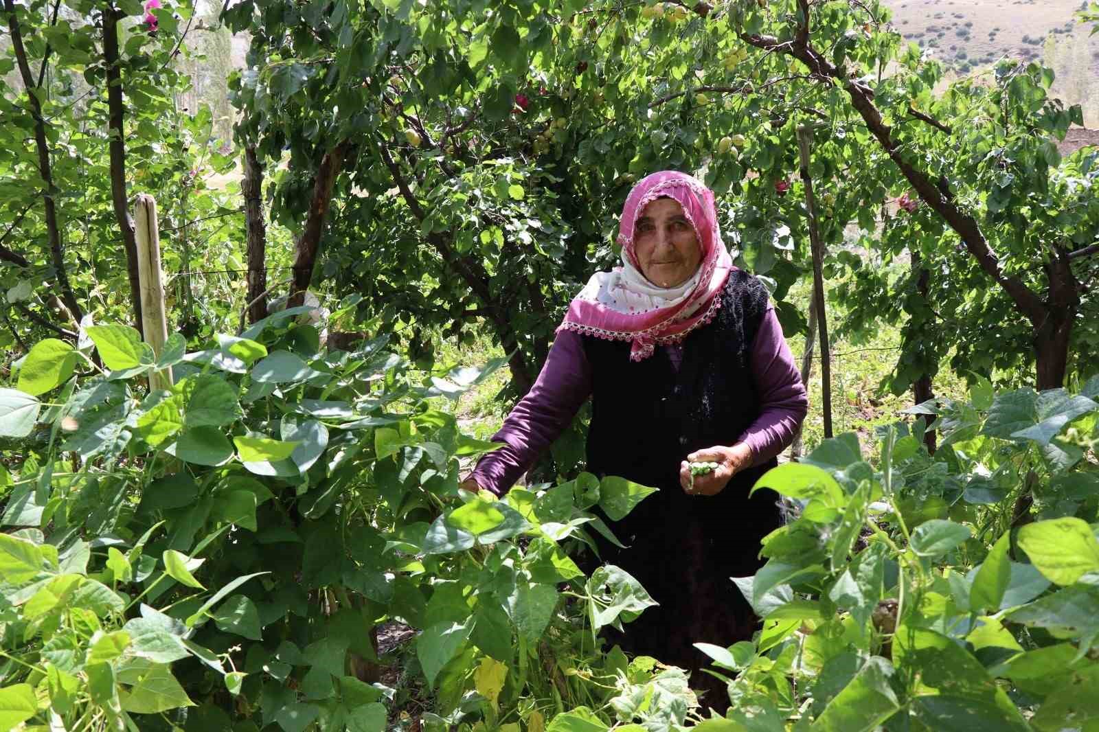 Fikriye Nine 72 yaşında köyüne muhtar oldu